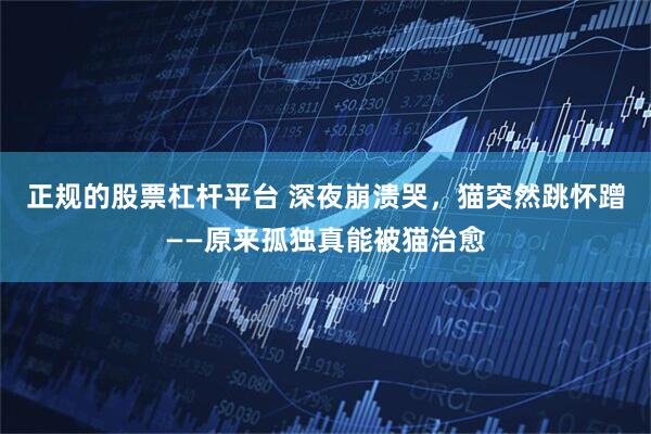 正规的股票杠杆平台 深夜崩溃哭，猫突然跳怀蹭——原来孤独真能被猫治愈